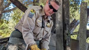 A Midpen Ranger uses a power tool to conduct maintenance on a wooden fence