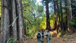 A group of four Midpen Rangers walk along a trail between tall redwoods