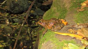 California Red-legged Frog