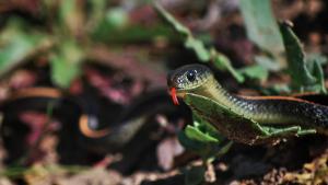 Santa Cruz Aquatic Garter Snake