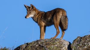 Coyote in Russian Ridge Preserve. (Peter Canning)