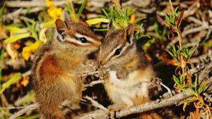 Marriam's chipmunks (Richard Kumaishi)