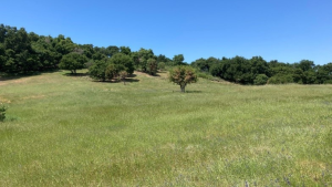 Cherry Springs area after 2024 prescribed burn Green field cleared of coyote brush