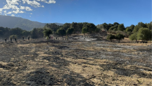 Cherry Springs area during 2024 prescribed burn Fire fighters standing along hillside after prescribed fire