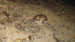 Santa Cruz kangaroo rat photo by Ken Hickman 2