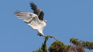 White-tailed kite