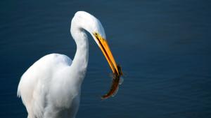 Egret with fish in mouth