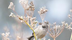 photo of a bushtit