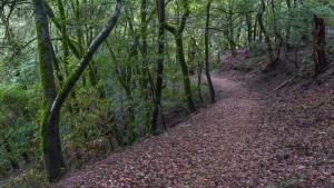 Trail through the trees Skyline Ridge