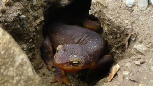 Newt in hole in ground