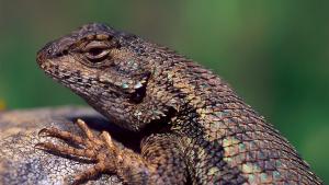 A Western Fence Lizard's face as it sunbathes on a rock