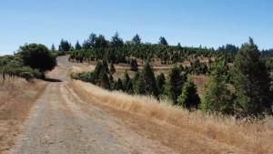 a trail running by a Christmas tree farm