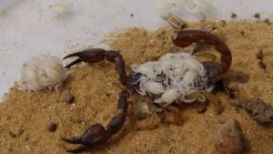 Scorpion with scorplings (Cindy Roessler)