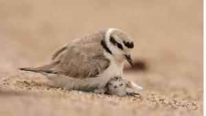 Snowy Plover