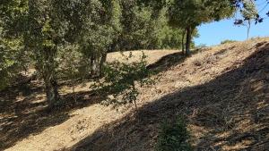 New fuel break along the Mora Trail on the northern boundary of Rancho San Antonio Preserve, September 2021.