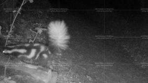 Spotted skunk on wildlife camera