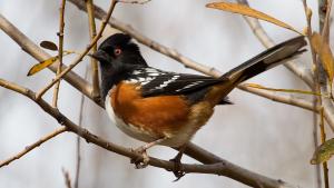 photo of a Spotted Towhee