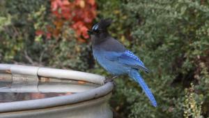 photo of Stellar's Jay