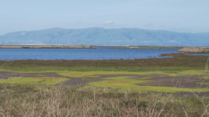 Stevens Creek Shoreline