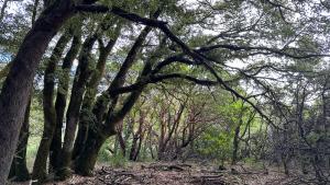 Oaks in Teague Hill Open Space Preserve
