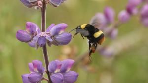 Closeup of a Crotch's bumblebee by a purple flower