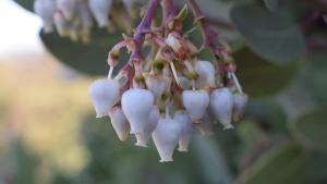 flowers of manzanita