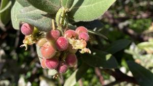 manzanita berry