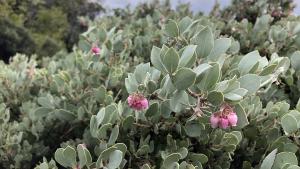 hoary manzanita