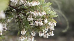 flowers of manzanita