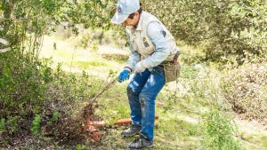 Midpen volunteer hand pulls invasive nonnative French Broom at Bear Creek Redwoods Preserve / photo by Alisha Laborico