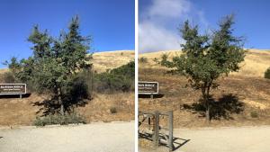 Vegetation Management Russian Ridge 2022