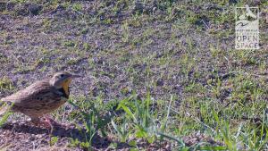 Wildlife camera shot of a meadowlark