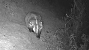 Badger caught by wildlife camera on black and white film