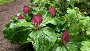 Trillium blooming on the trail