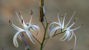 white flower