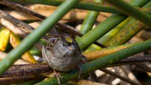 Golden-crowned sparrow in the reeds at Sausal Pond at Windy Hill (George Perlstein)