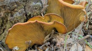 Jack-o'-Lantern Mushroom (Jack Owicki)