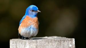 photo of a Western Blue Bird.