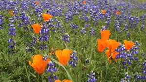 California Poppies and Lupine
