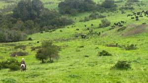 A man on a horse follows a herd of cattle across a large green field