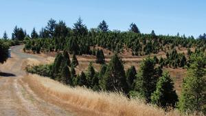 Christmas Tree Farm