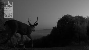 Photo: Midpen Wildlife Camera a deer and the city beyond at night