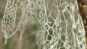 lace lichen