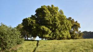 coast live oak