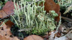 cladonia lichen