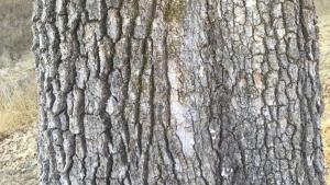 vallley oak bark