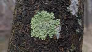 green shield lichen