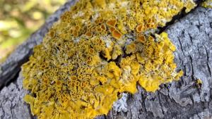 orange lichen 