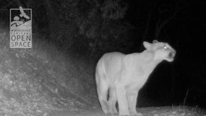 a mountain lion at night
