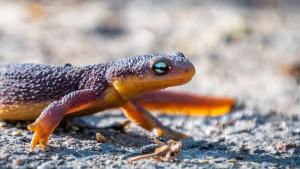 photo of a rough-skinned newt